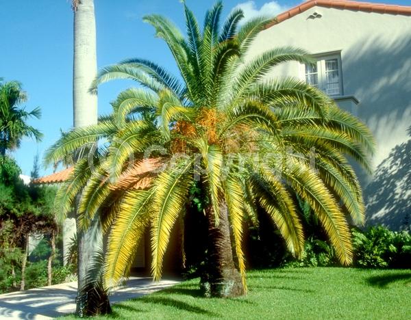White blooms; Evergreen