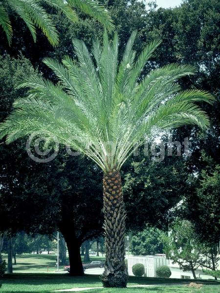 White blooms; Evergreen