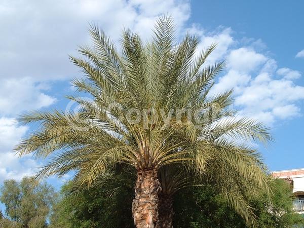 White blooms; Evergreen