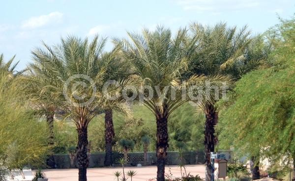 White blooms; Evergreen