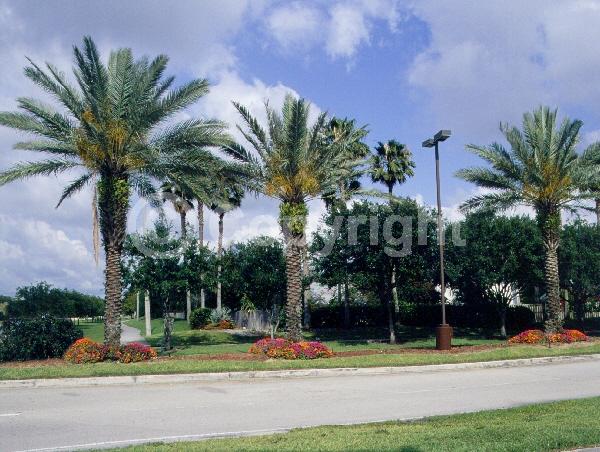 White blooms; Evergreen