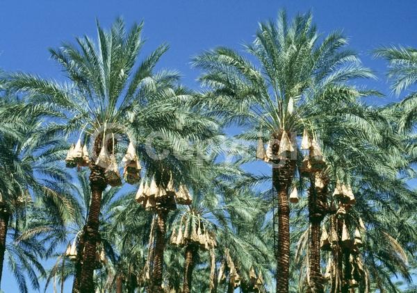 White blooms; Evergreen