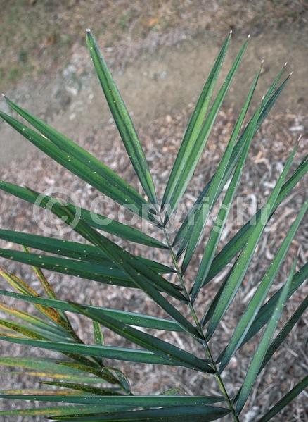 White blooms; Evergreen