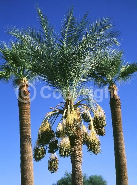White blooms; Evergreen