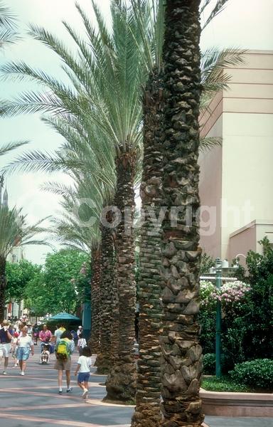 White blooms; Evergreen