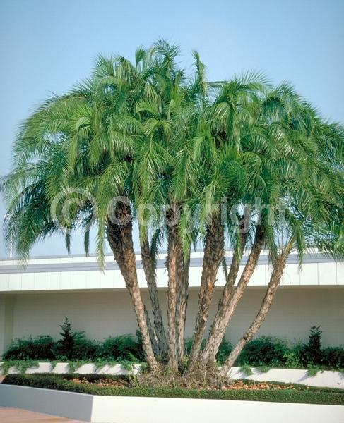 White blooms; Evergreen