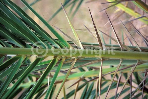 White blooms; Evergreen