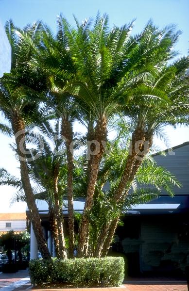 White blooms; Evergreen