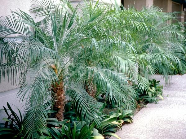 White blooms; Evergreen