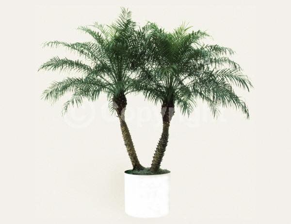 White blooms; Evergreen