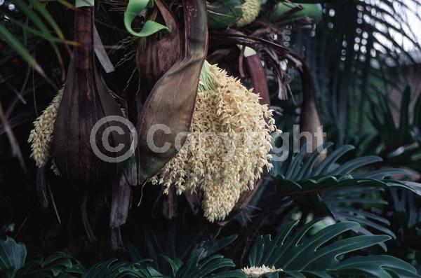 White blooms; Evergreen