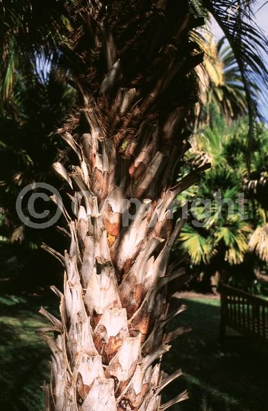 White blooms; Evergreen