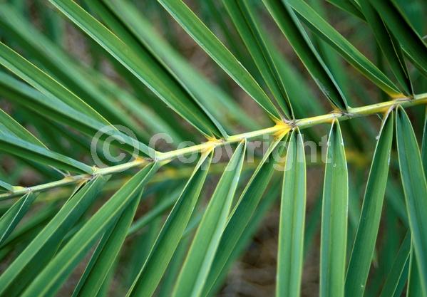 White blooms; Evergreen; Needles or needle-like leaf