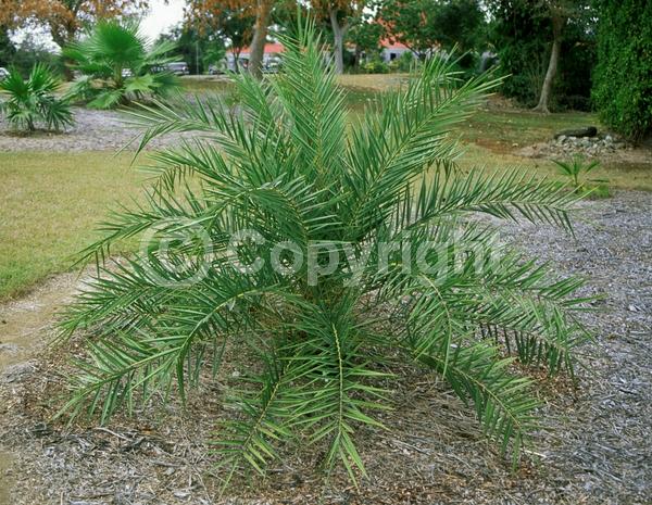 White blooms; Evergreen; Needles or needle-like leaf