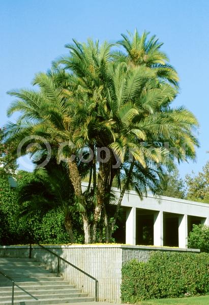 White blooms; Evergreen; Needles or needle-like leaf