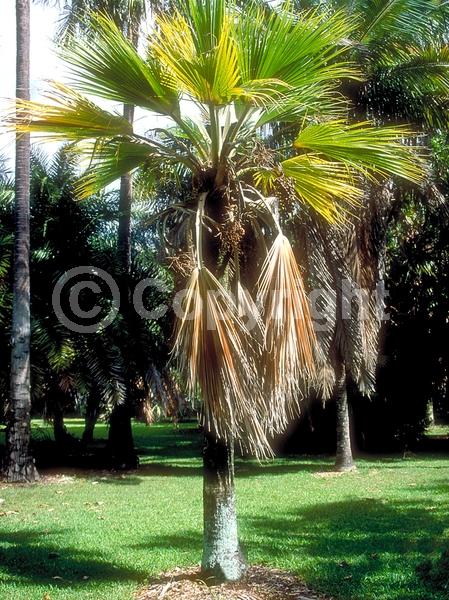 Yellow blooms; Evergreen