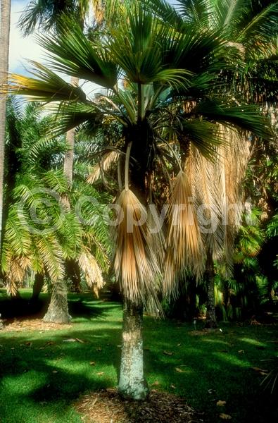 Yellow blooms; Evergreen