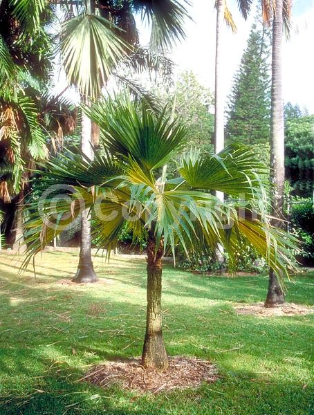 Yellow blooms; Evergreen