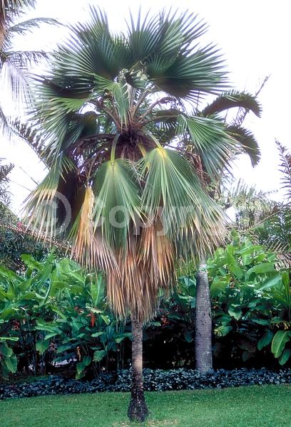 Yellow blooms; Evergreen