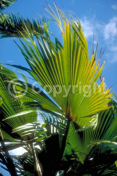 Yellow blooms; Evergreen