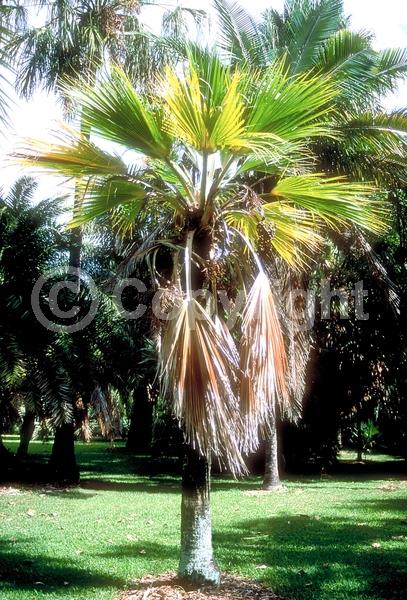 Yellow blooms; Evergreen