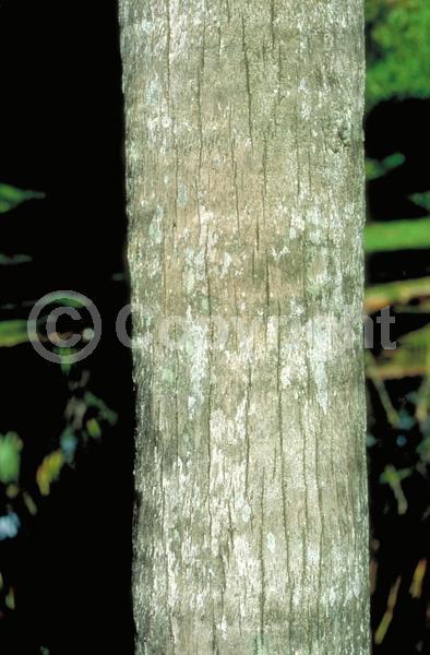 Yellow blooms; Evergreen