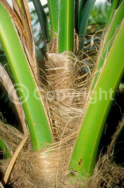 Yellow blooms; Evergreen