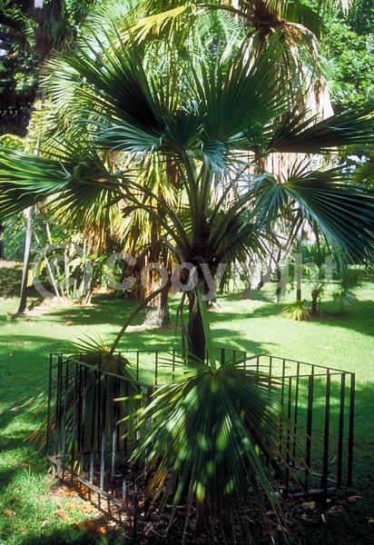 Yellow blooms; Evergreen