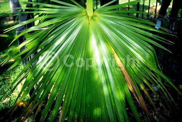 Yellow blooms; Evergreen