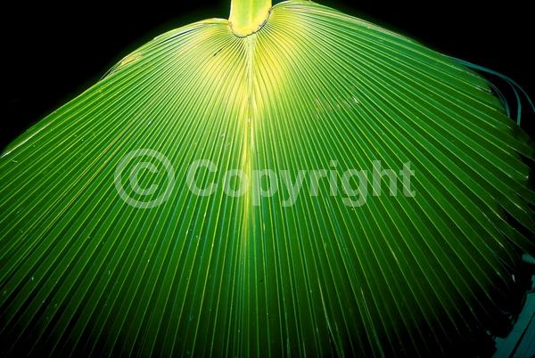 Yellow blooms; Evergreen