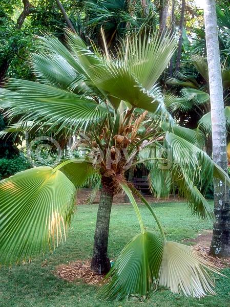 Yellow blooms; Evergreen