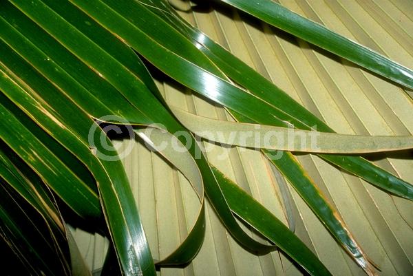 Yellow blooms; Evergreen