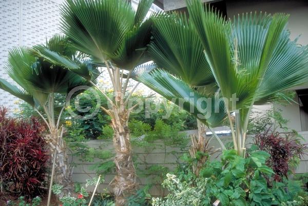 Yellow blooms; Evergreen