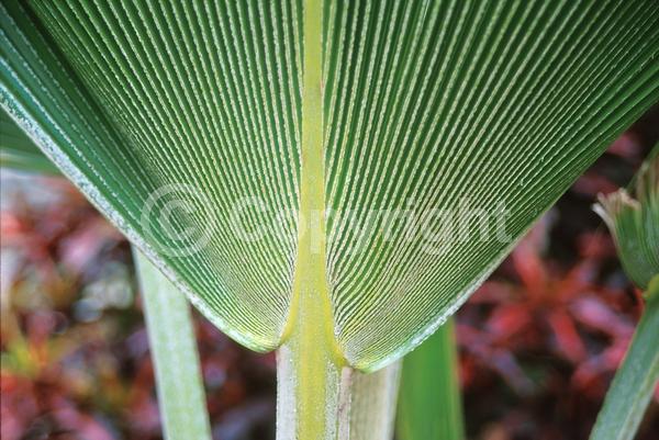 Yellow blooms; Evergreen