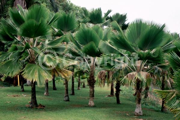 Yellow blooms; Evergreen