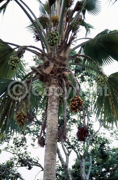 Yellow blooms; Evergreen