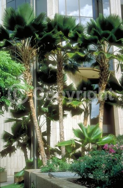 Yellow blooms; Evergreen