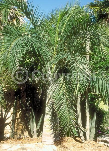 Yellow blooms; Evergreen; North American Native