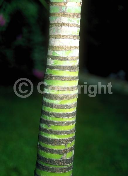 Yellow blooms; Evergreen; North American Native