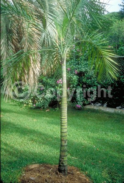 Yellow blooms; Evergreen; North American Native