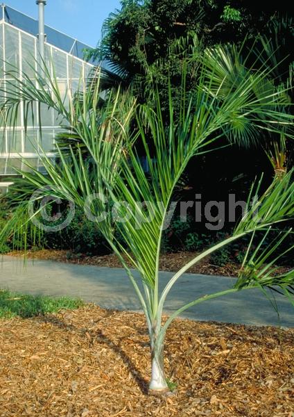 Yellow blooms; Evergreen; North American Native