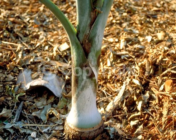 Yellow blooms; Evergreen; North American Native