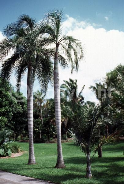 Yellow blooms; Evergreen; North American Native