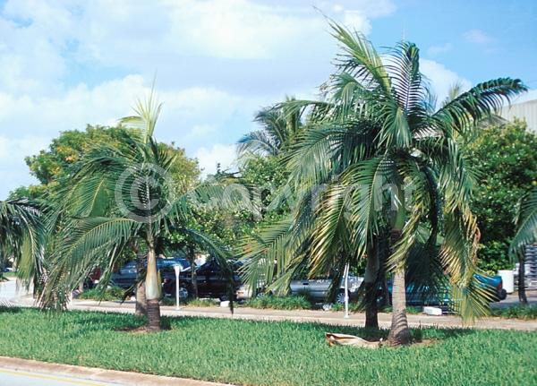 Yellow blooms; Evergreen; North American Native
