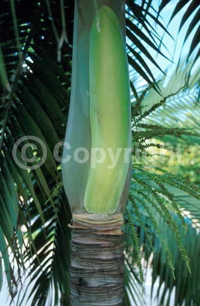 Yellow blooms; Evergreen; North American Native