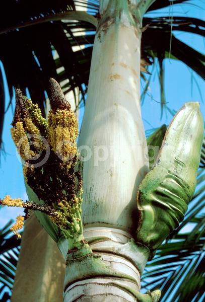 Yellow blooms; Evergreen; North American Native