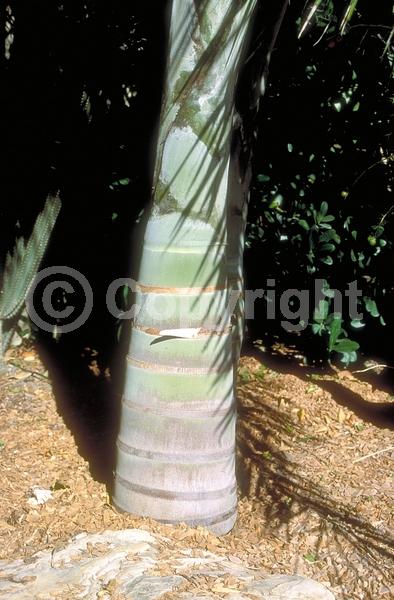 Yellow blooms; Evergreen; North American Native