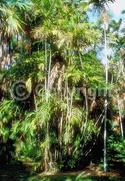 White blooms; Evergreen