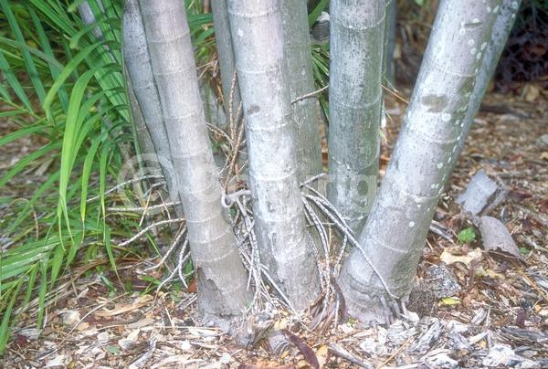 White blooms; Evergreen