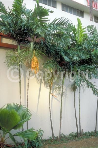 White blooms; Evergreen